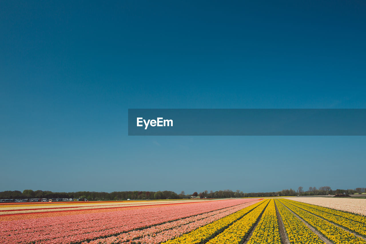 Scenic view of agricultural field against clear blue sky