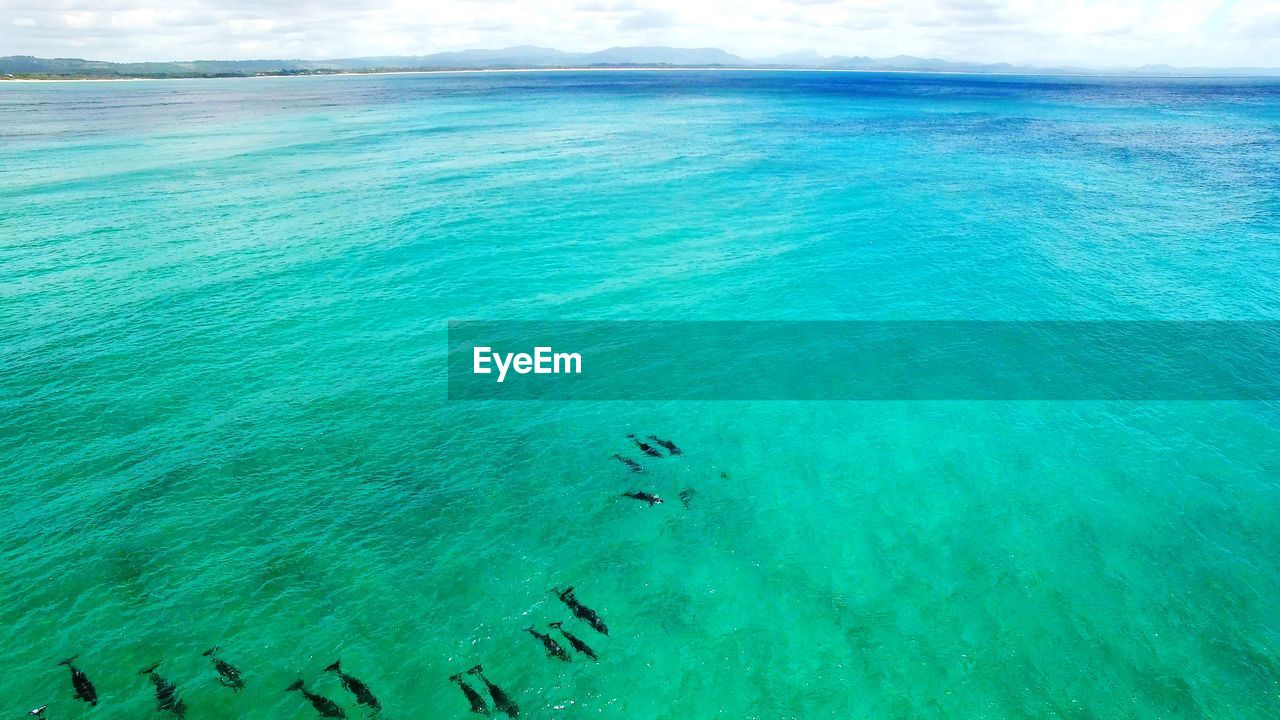 Scenic view of sea and doplhin pod