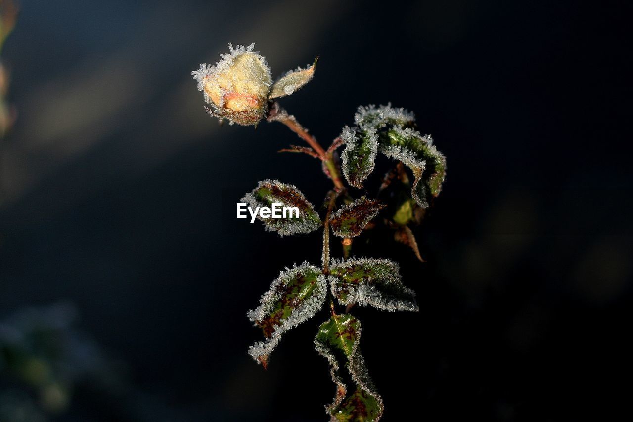 Close-up of frozen plant