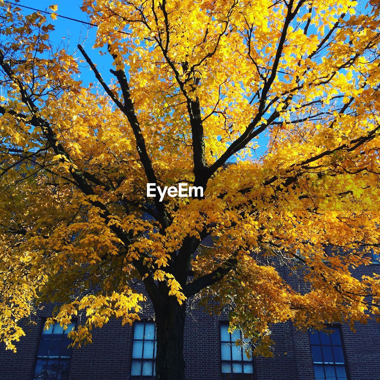 LOW ANGLE VIEW OF YELLOW TREE AGAINST SKY