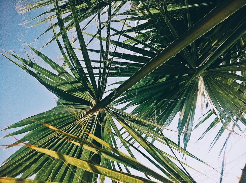 LOW ANGLE VIEW OF TREES AGAINST SKY