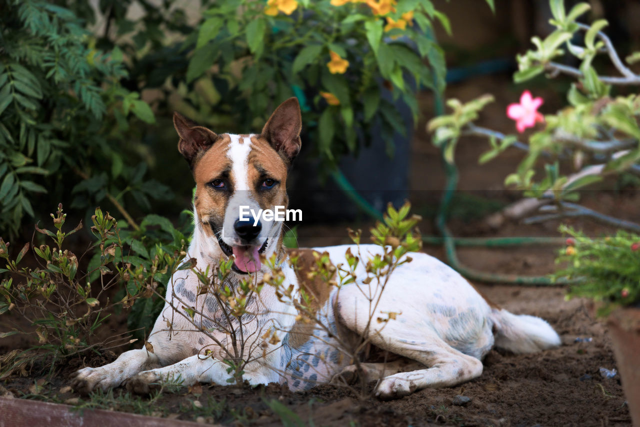 The dog in the garden ,thai dog