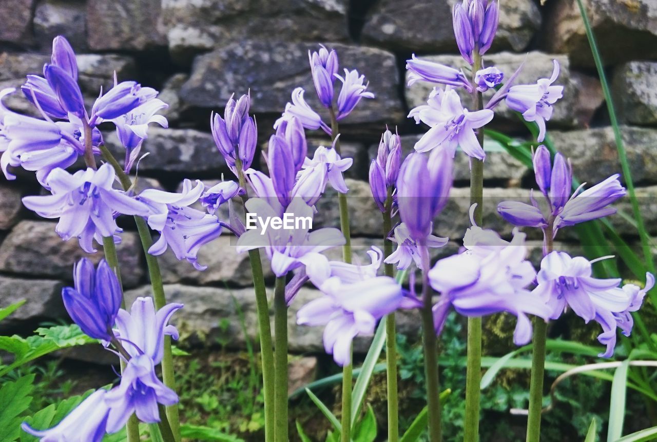 Close-up of purple flowers