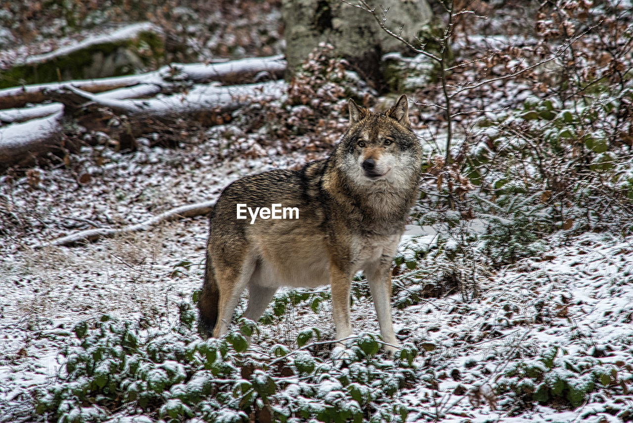 Portrait of wolf standing on land with snow