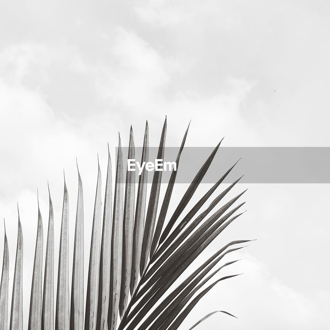 Low angle view of palm leaf against sky