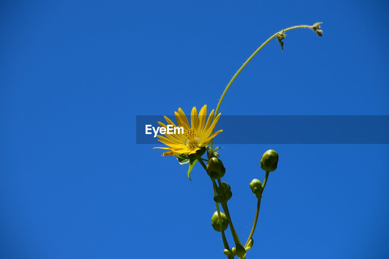 Low angle view of flowering plant against clear blue sky