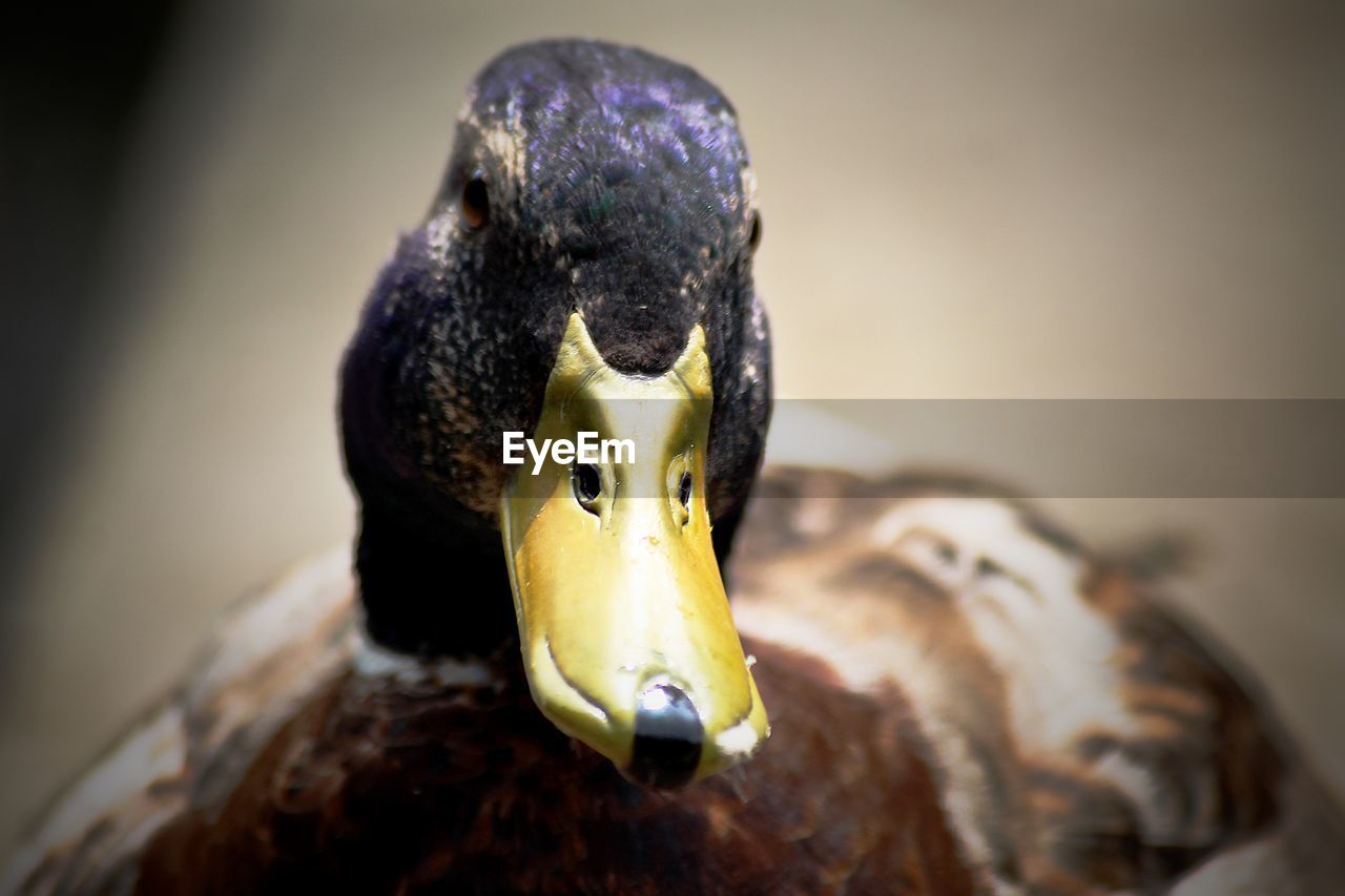 Close-up of a bird