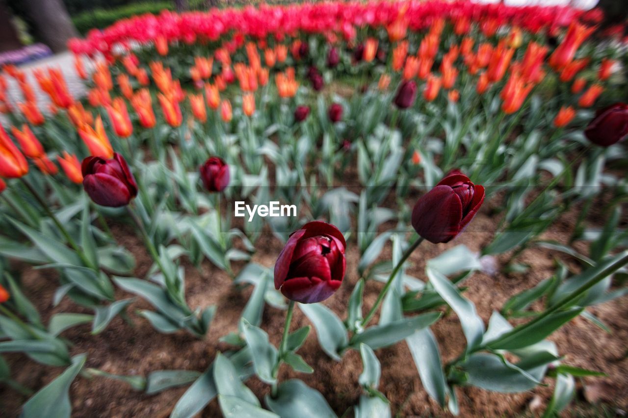 Close-up of red poppy flowers on field