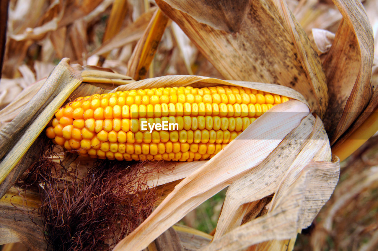 Corncob with ripe corn kernel in a corn field in summer