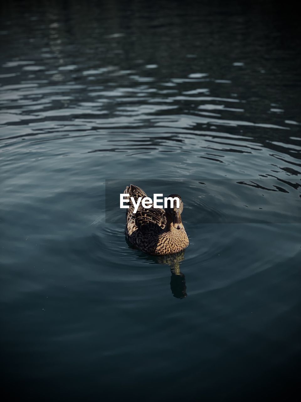 close-up of duck swimming in lake