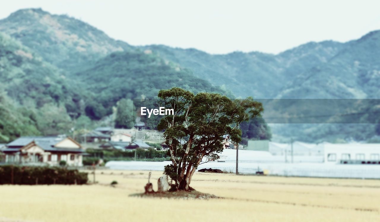 Trees on field against mountains