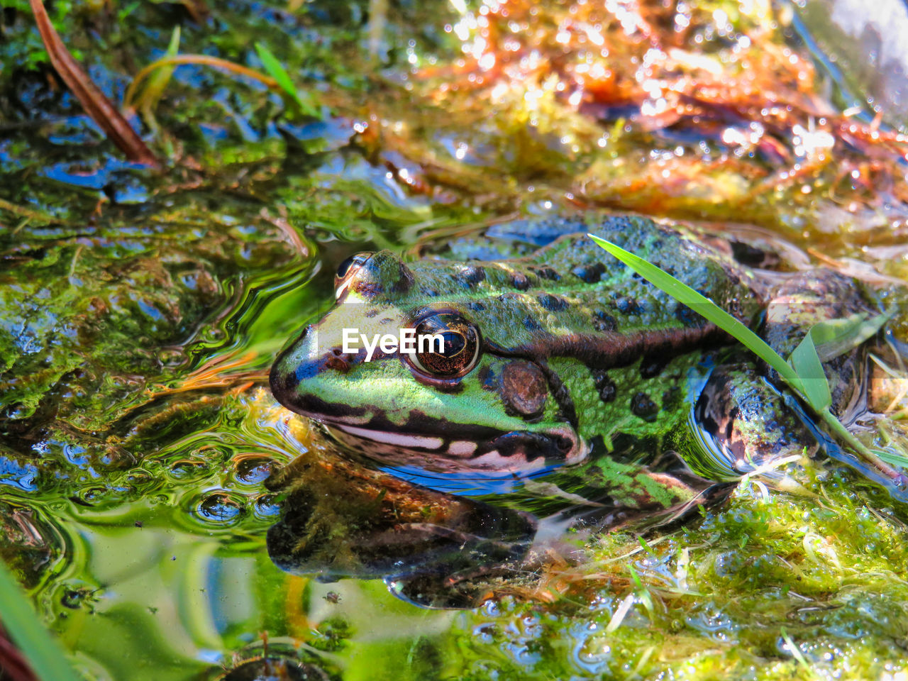 Close-up of frog in lake