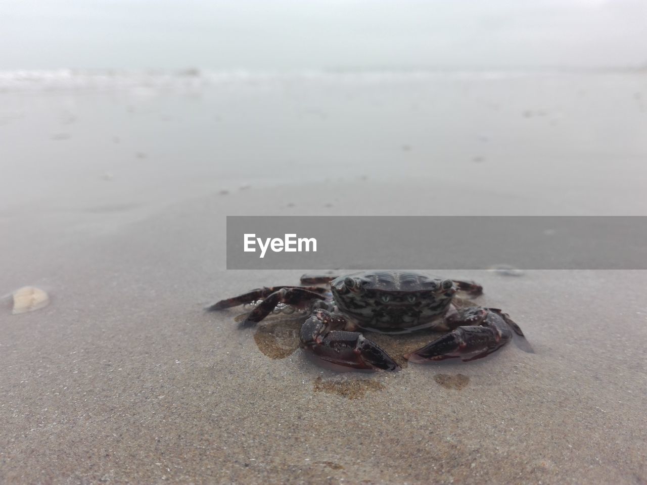 CLOSE-UP OF CRAB ON SAND