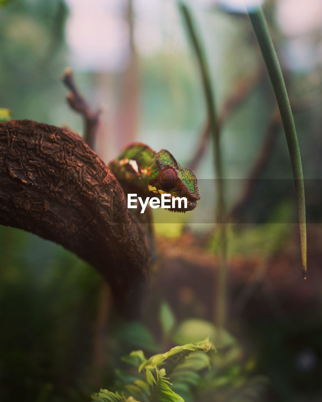 Close-up of fresh green plant and a chameleon 