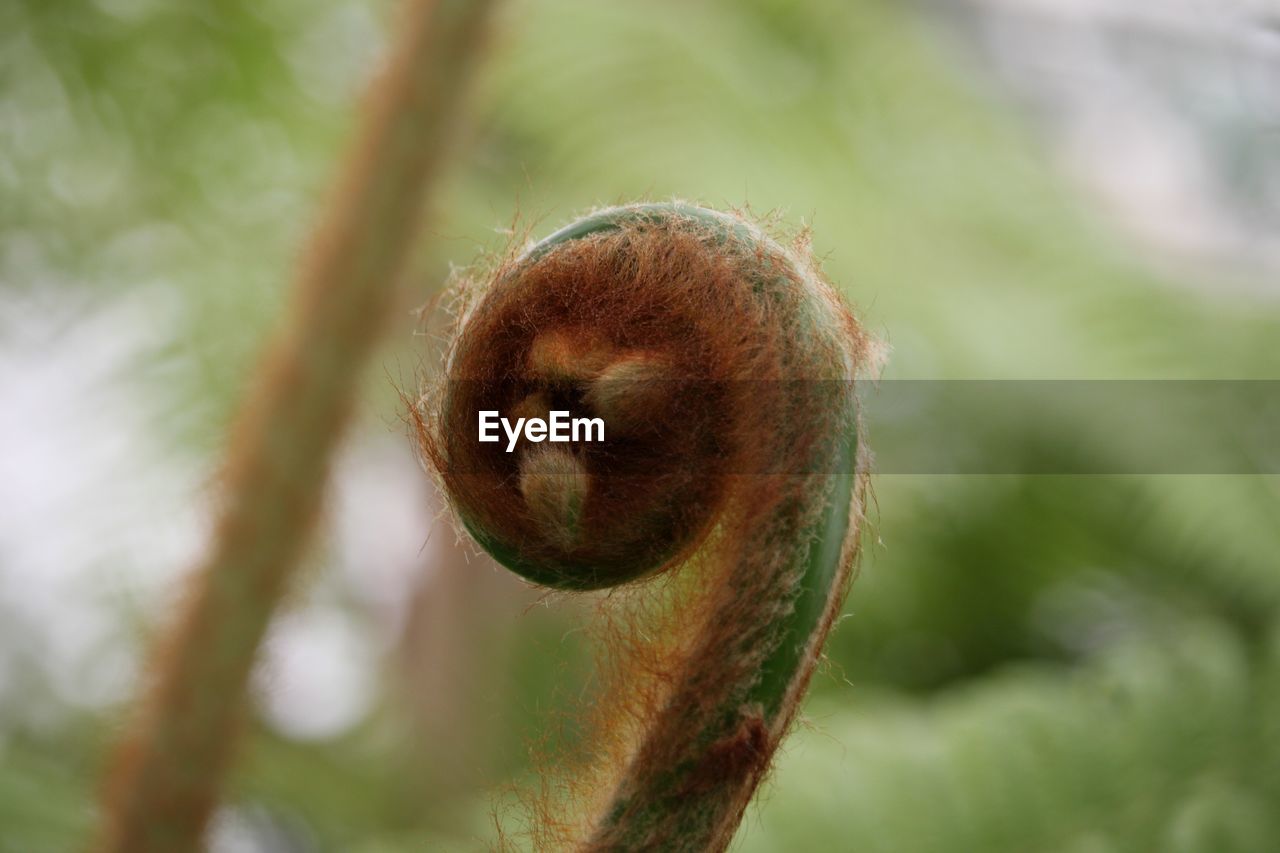 nature, close-up, macro photography, flower, leaf, fiddlehead fern, plant, no people, green, plant stem, focus on foreground, branch, tree, day, growth, selective focus, brown, beauty in nature, outdoors, animal themes, animal, wildlife, animal wildlife, one animal, environment