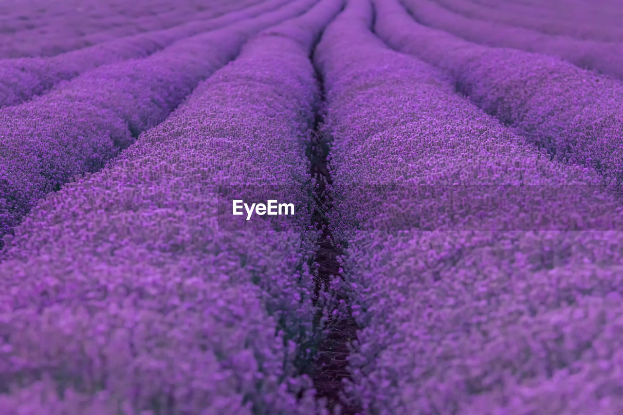 Full frame shot of lavender on field