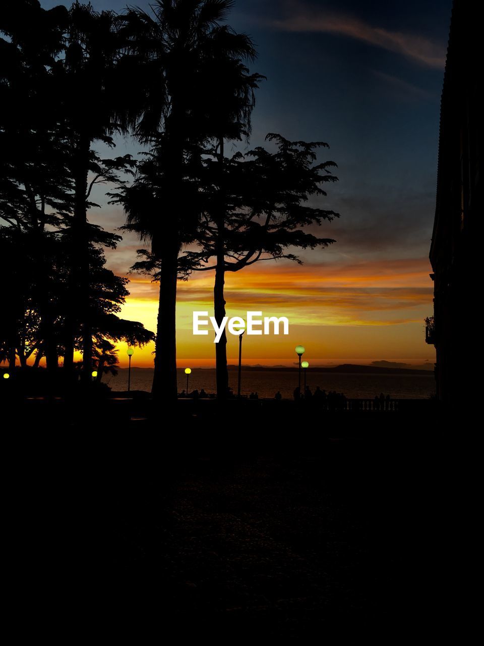 SILHOUETTE TREE BY SEA AGAINST ORANGE SKY