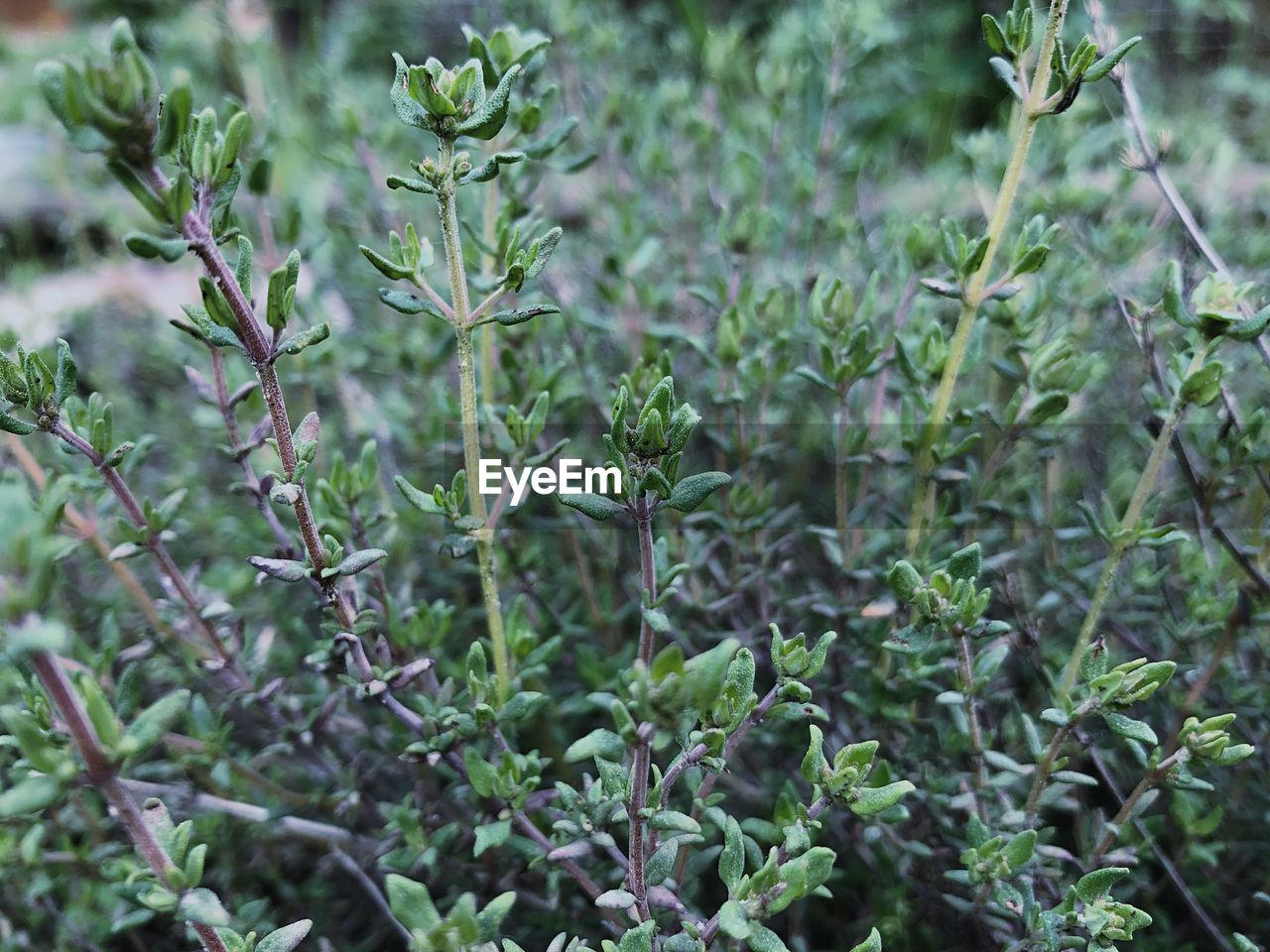 CLOSE-UP OF FRESH GREEN PLANTS IN FIELD