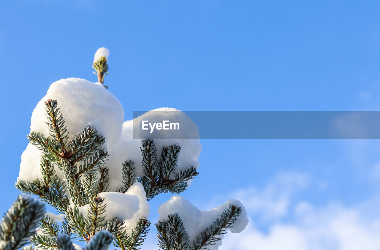 sky, tree, blue, winter, snow, nature, plant, cloud, no people, bird, low angle view, day, white, animal, flower, animal themes, branch, animal wildlife, outdoors, copy space, cold temperature, beauty in nature, clear sky, wildlife