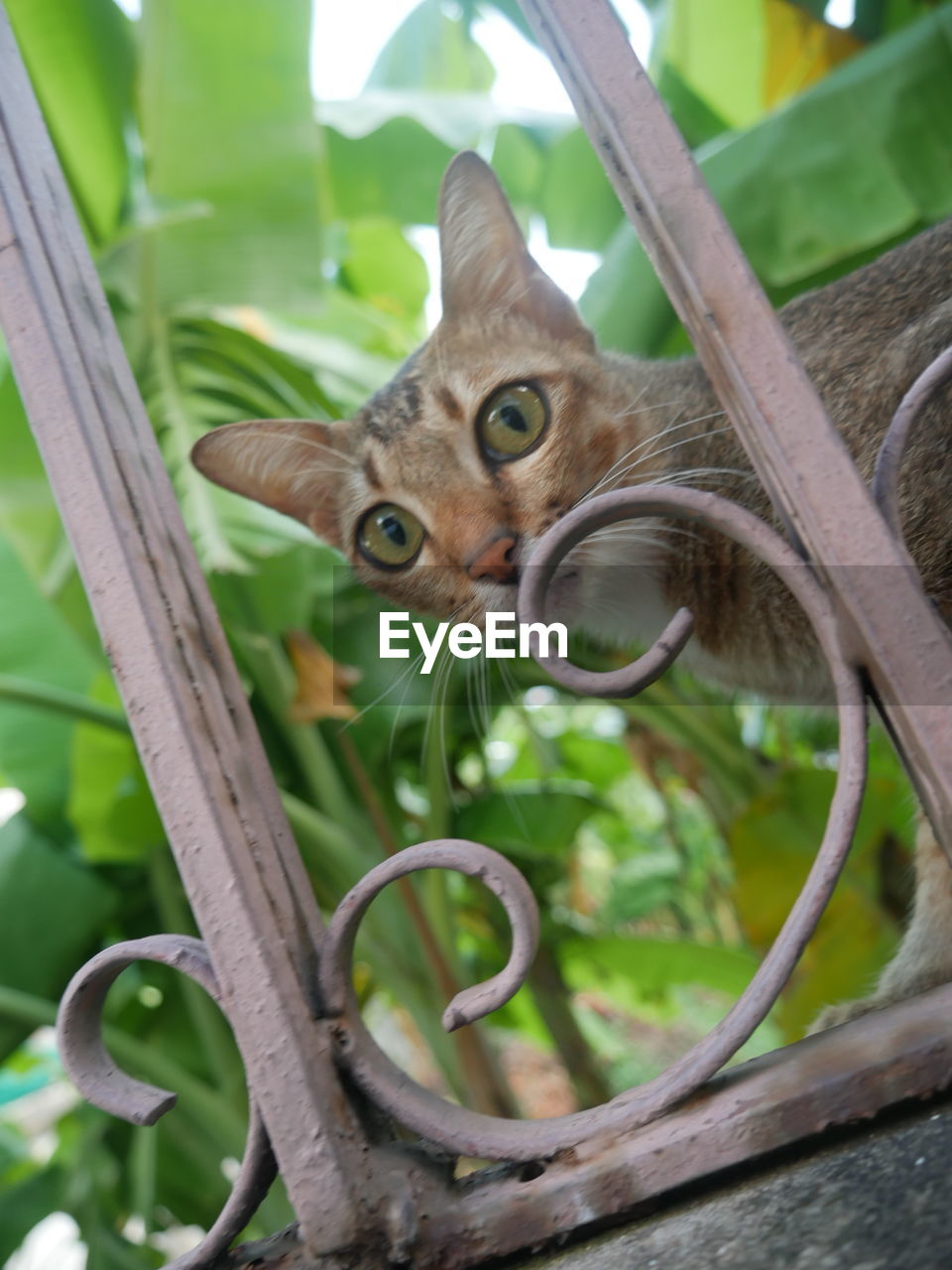CLOSE-UP PORTRAIT OF A CAT ON PLANT