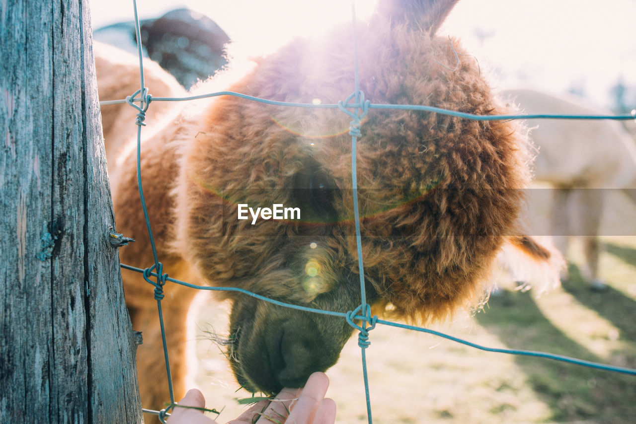 Someone feeding an alpaca