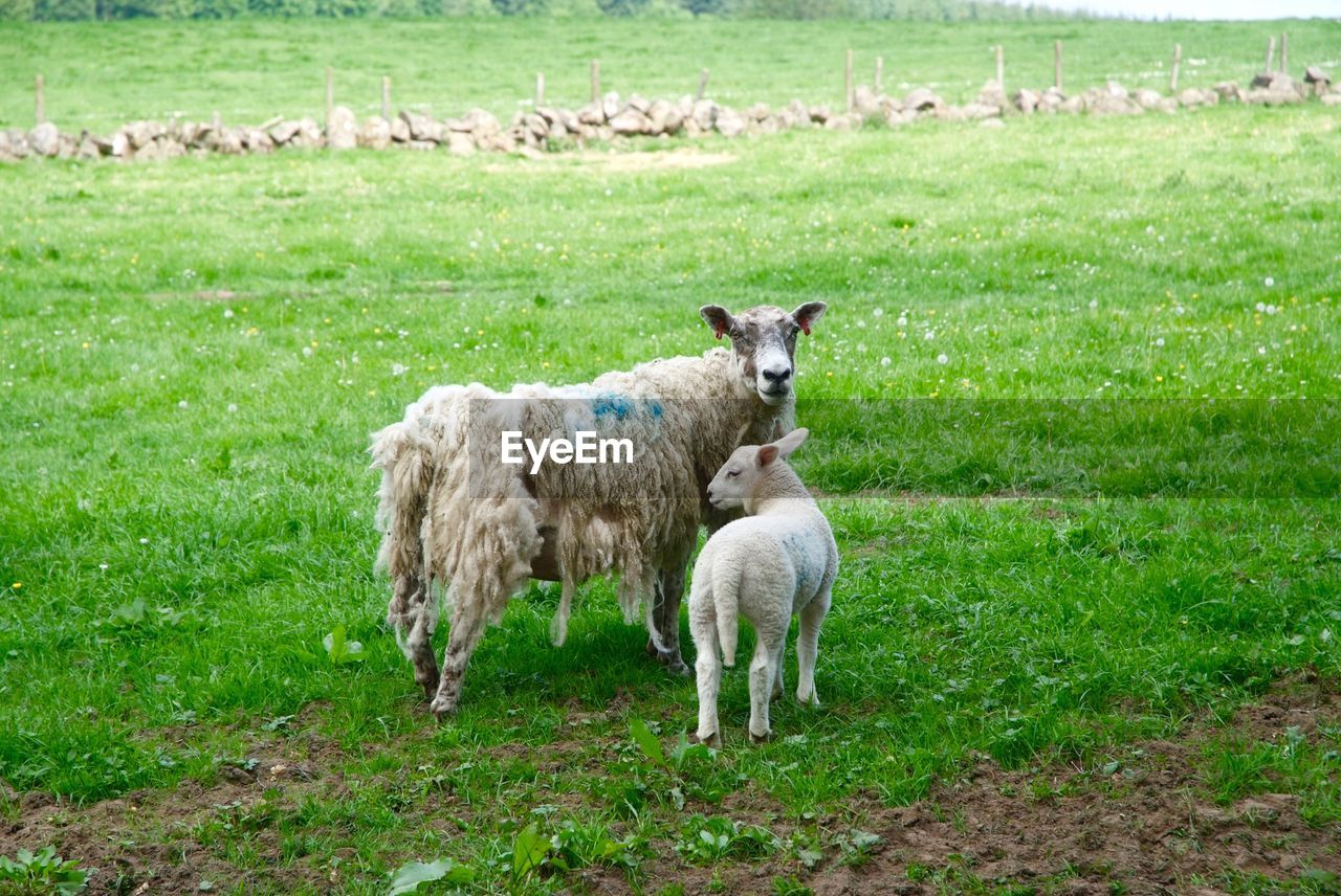 SHEEP STANDING ON FIELD