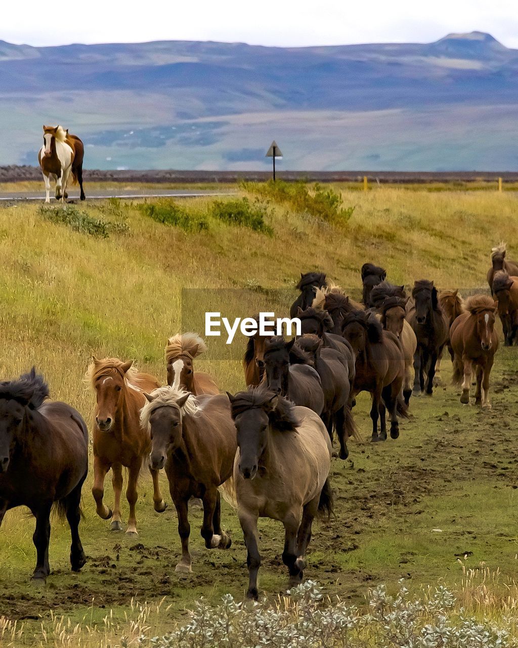 HORSES ON FIELD AGAINST MOUNTAIN