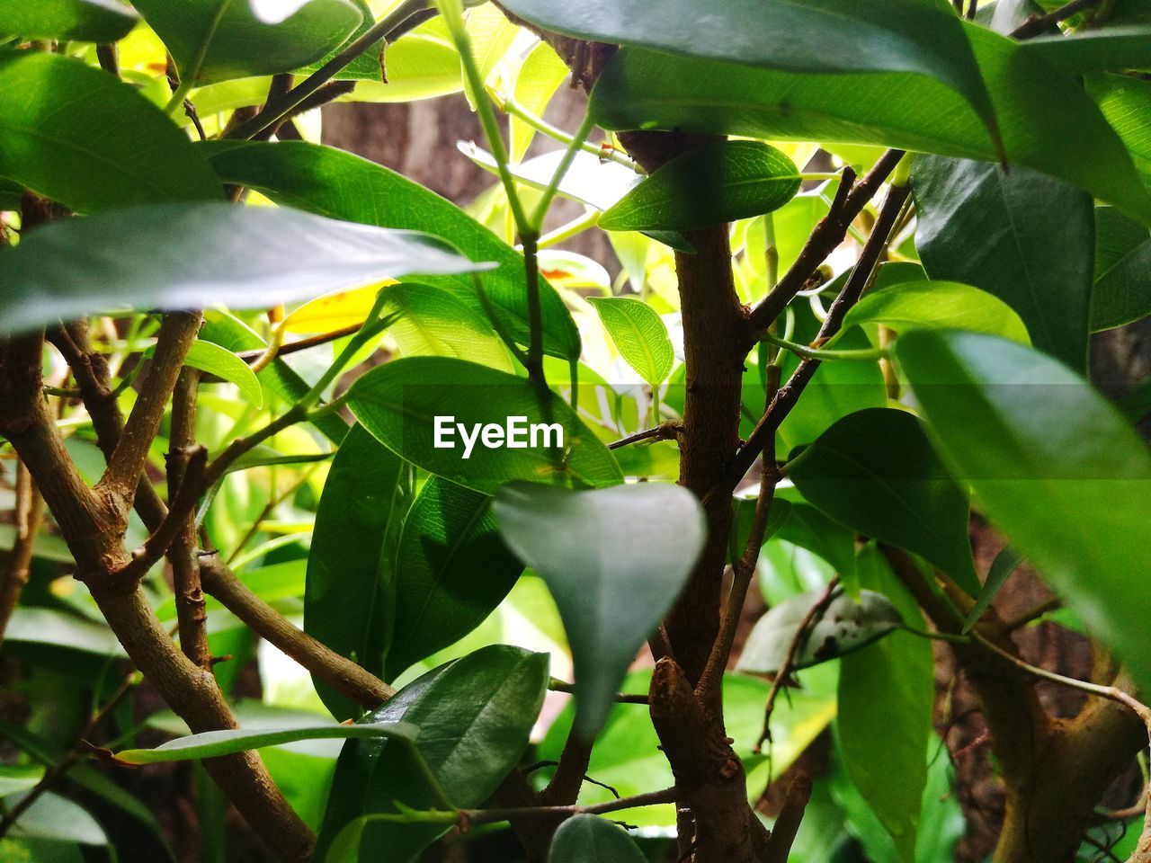 Close-up of green leaves on branch