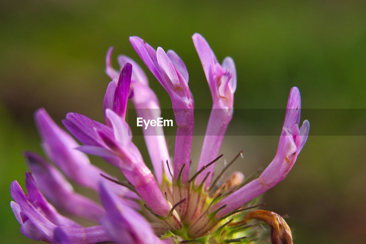 CLOSE-UP OF FRESH PINK FLOWER AGAINST PURPLE FLOWERING PLANT