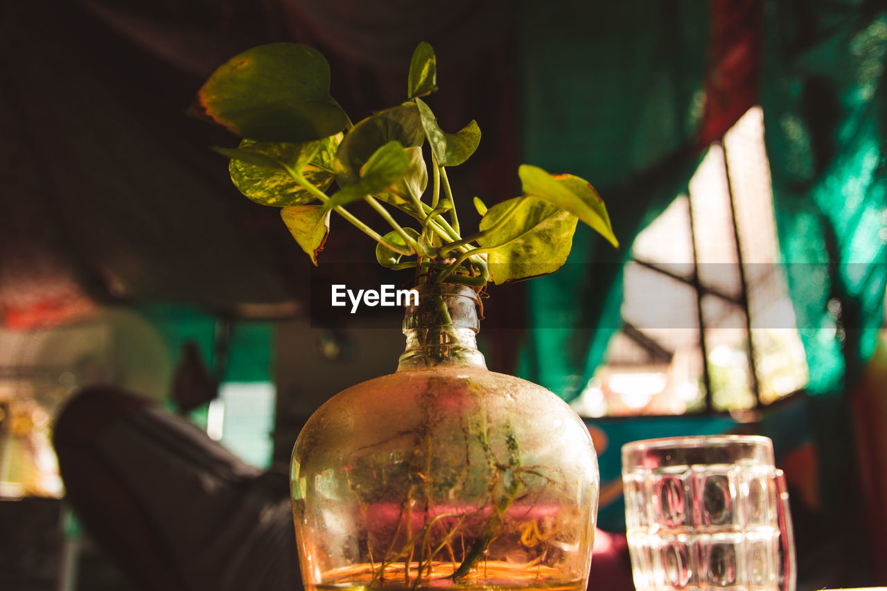 CLOSE-UP OF POTTED PLANT ON TABLE