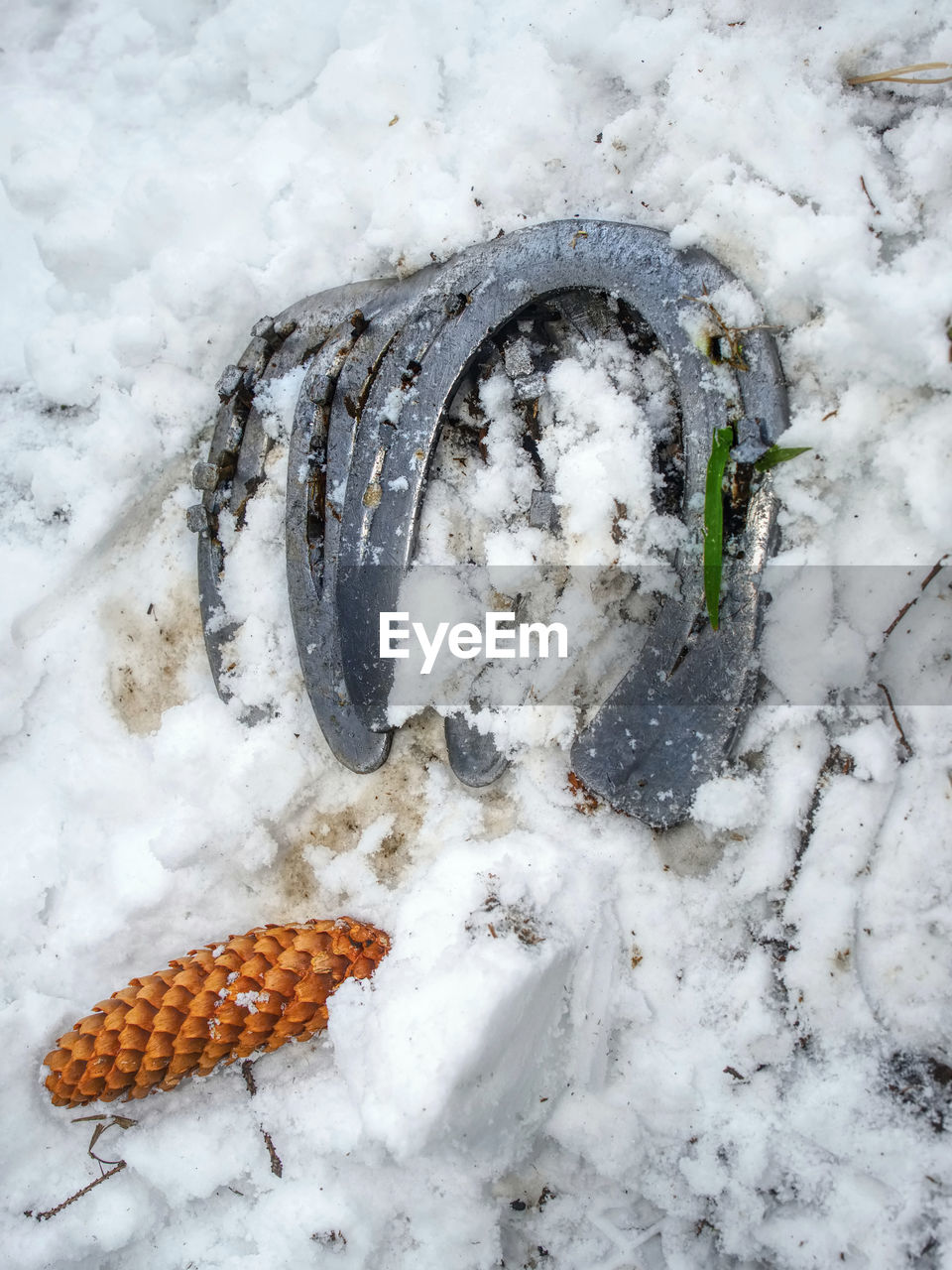 Worn rusted horseshoe lying on snow. winter changing of horse shoes in horse farm. traditional work