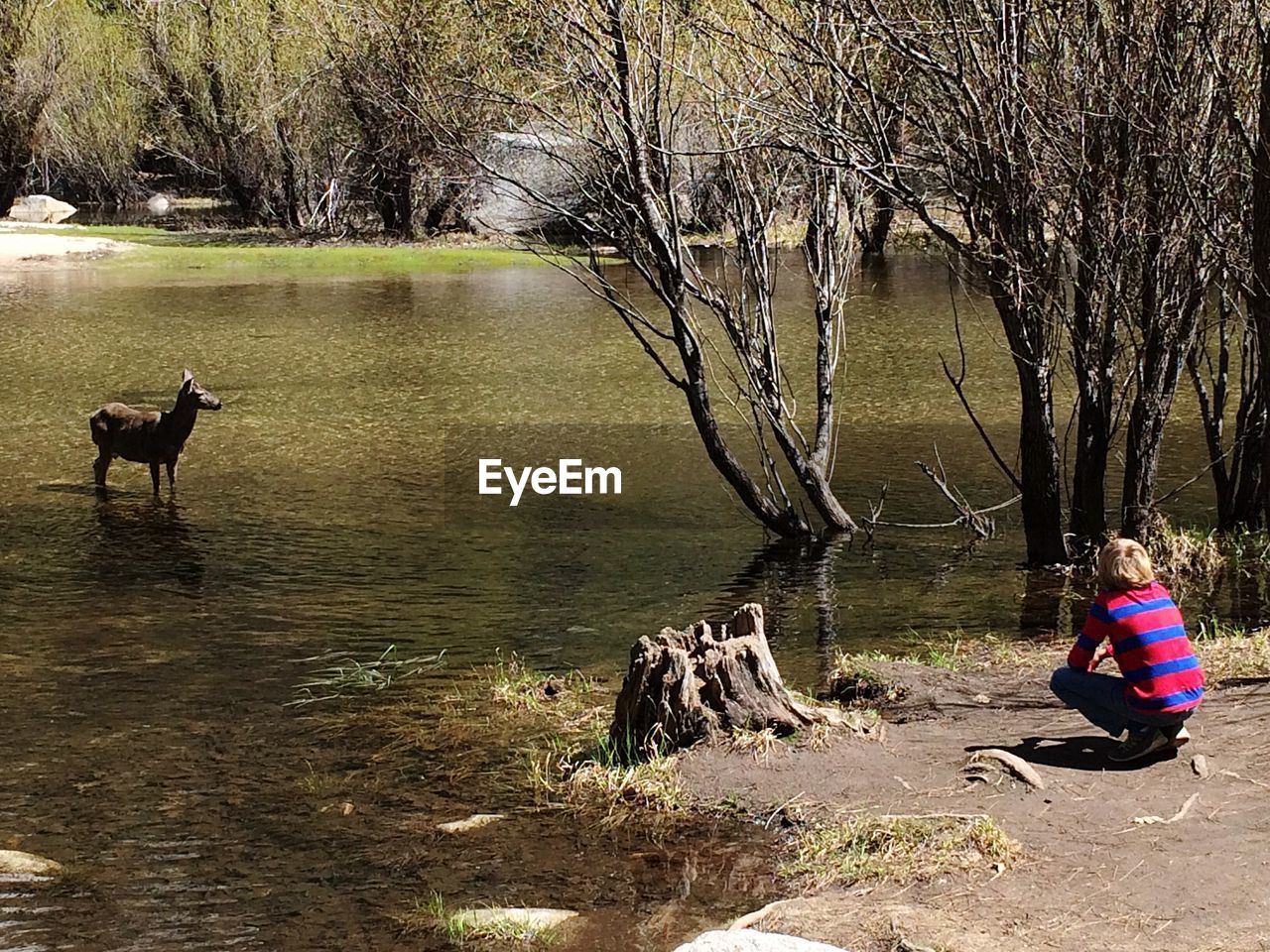 Young man looking at deer standing in water