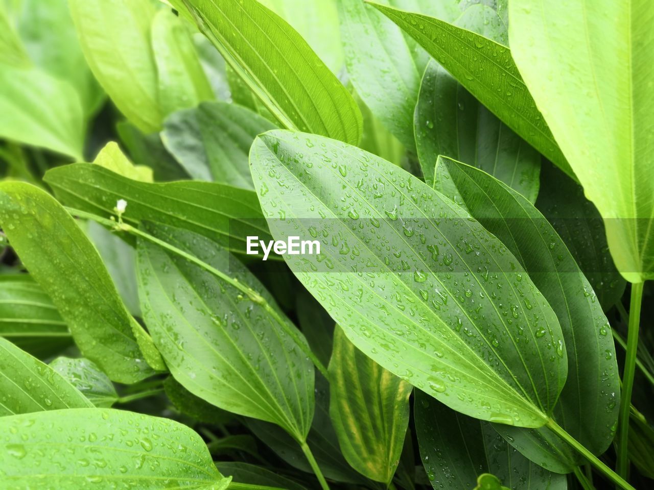 Close-up of wet plants