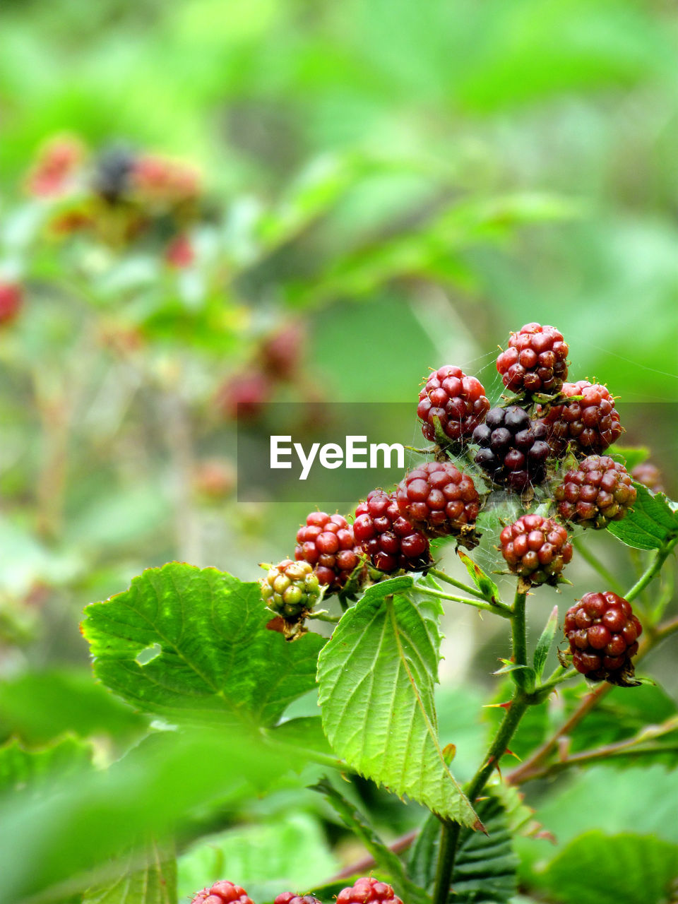 Close-up of red mulberries growing on plant