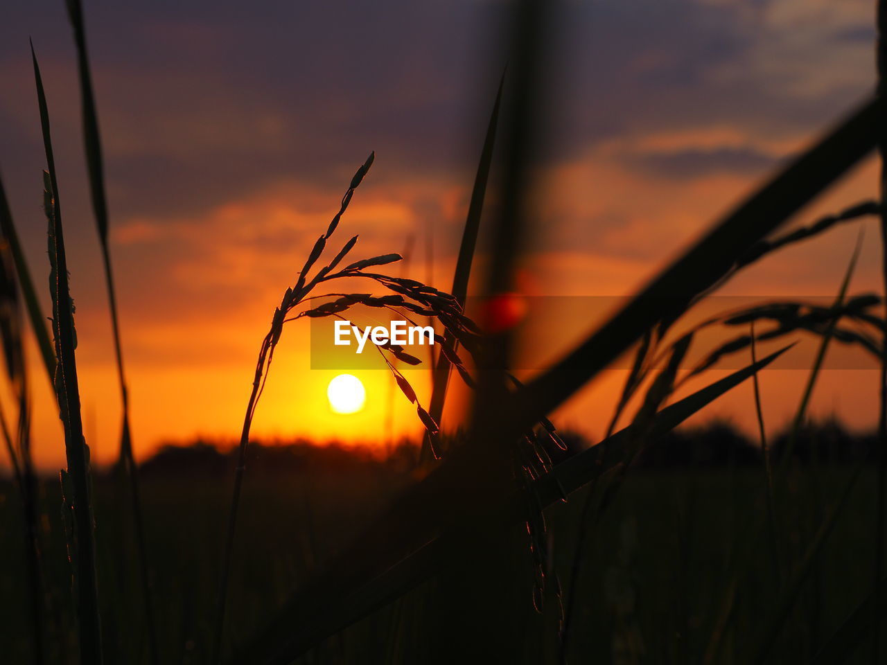 Close-up of silhouette plants against orange sunset sky