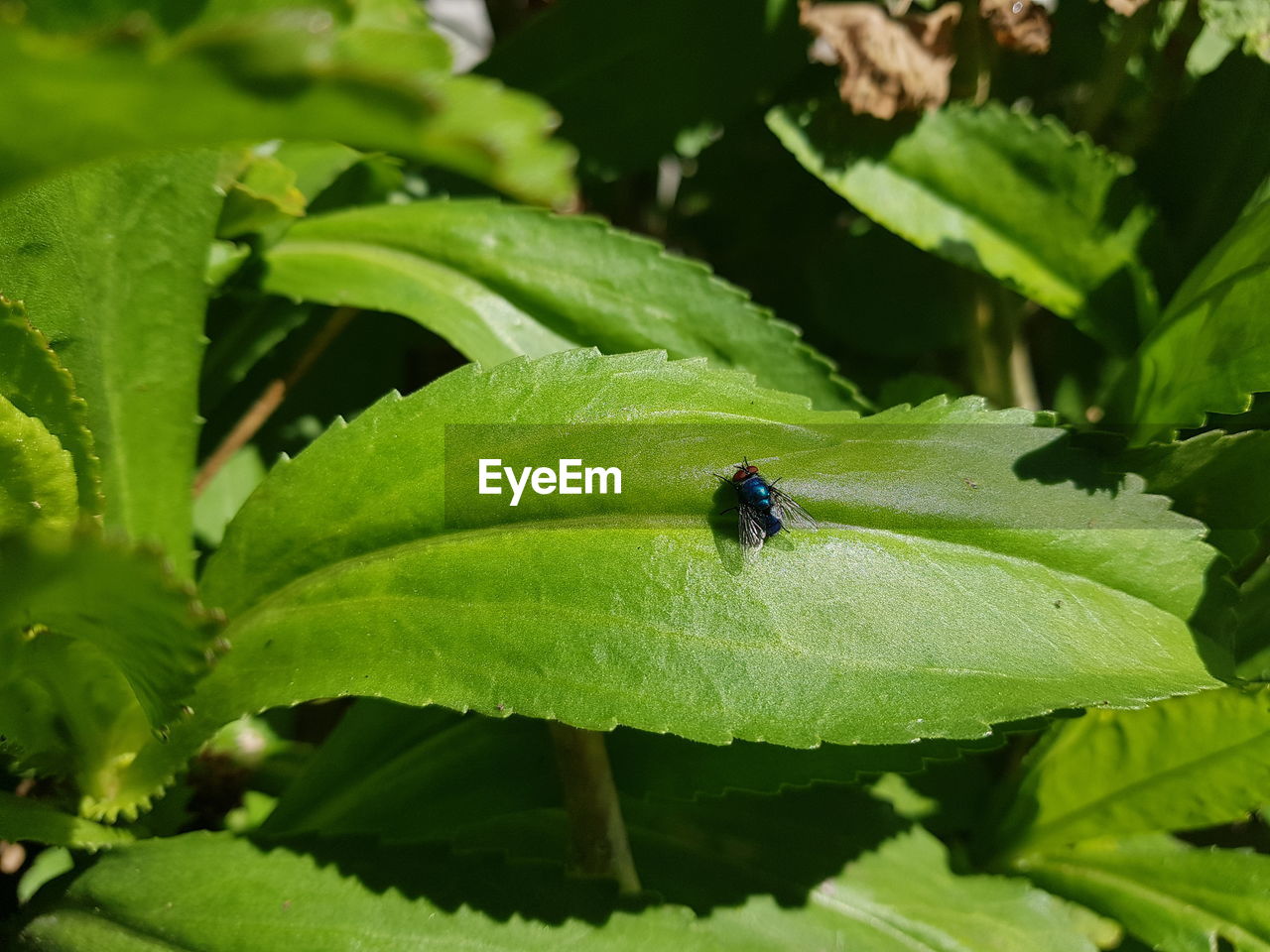 CLOSE-UP OF INSECT ON PLANT