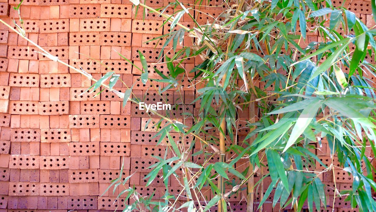 Plant growing by stack of bricks