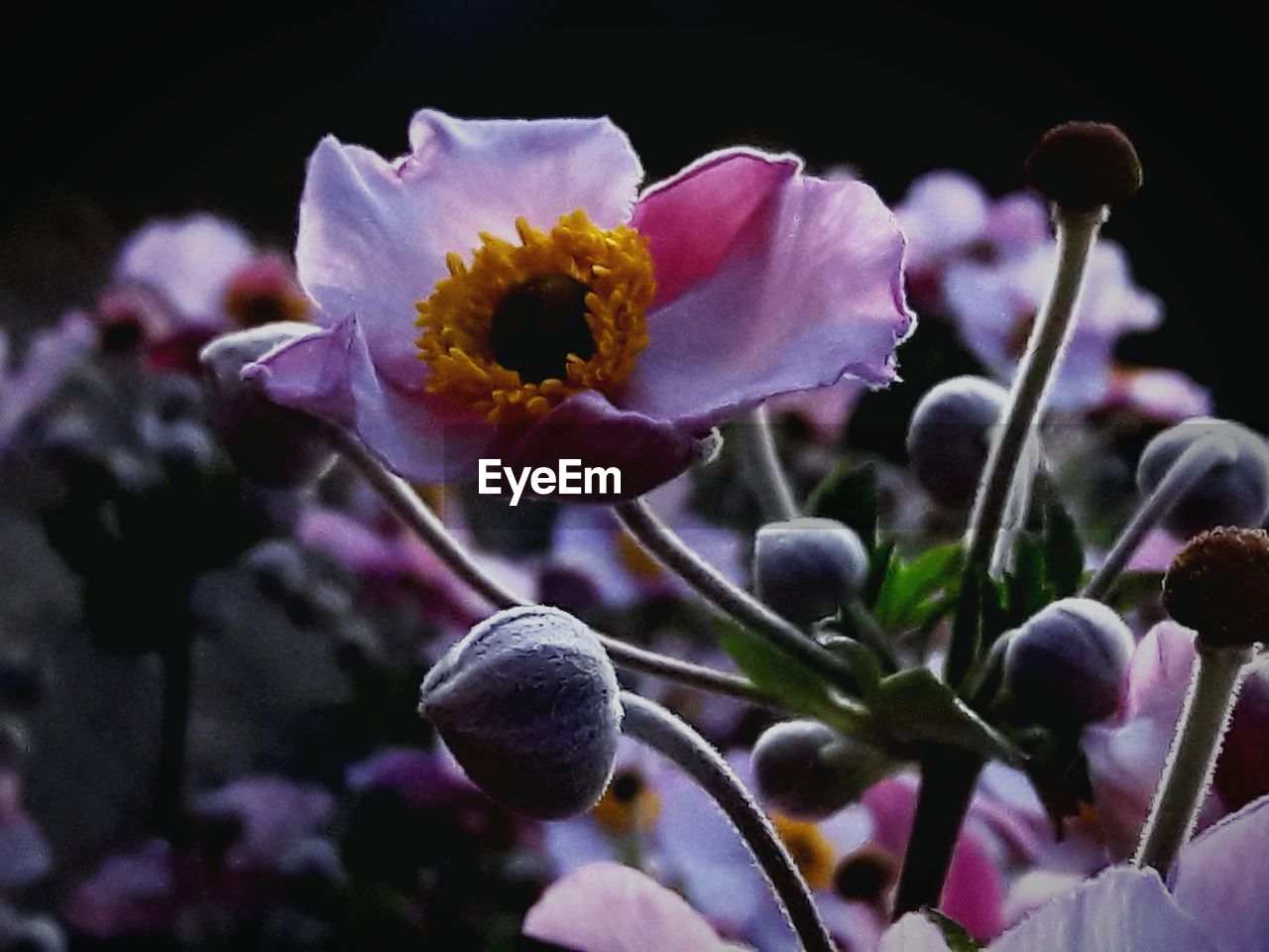 CLOSE-UP OF FLOWERING PLANTS