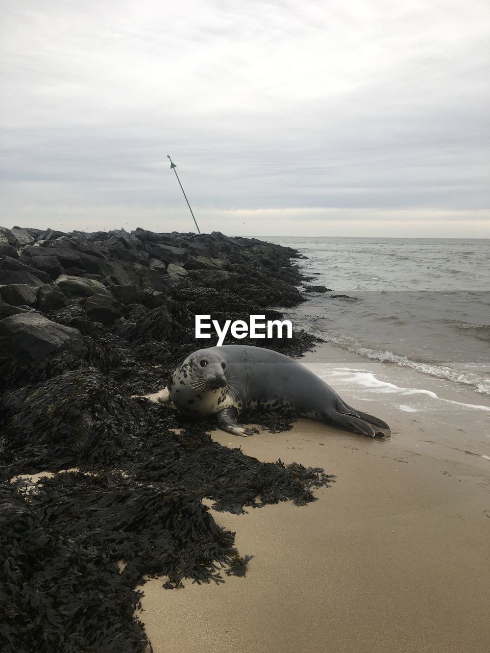 VIEW OF ANIMAL ON BEACH