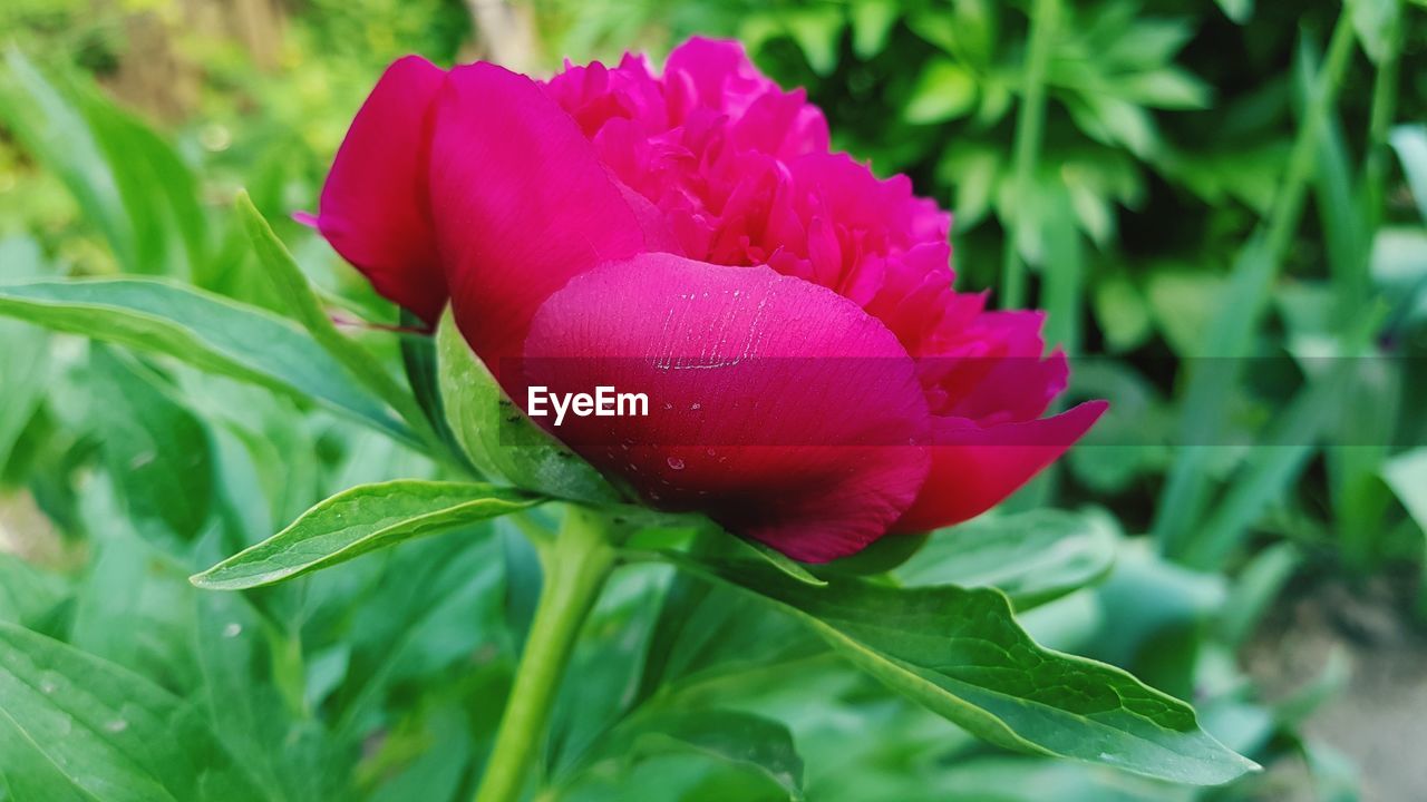 CLOSE-UP OF PINK TULIP PURPLE FLOWER