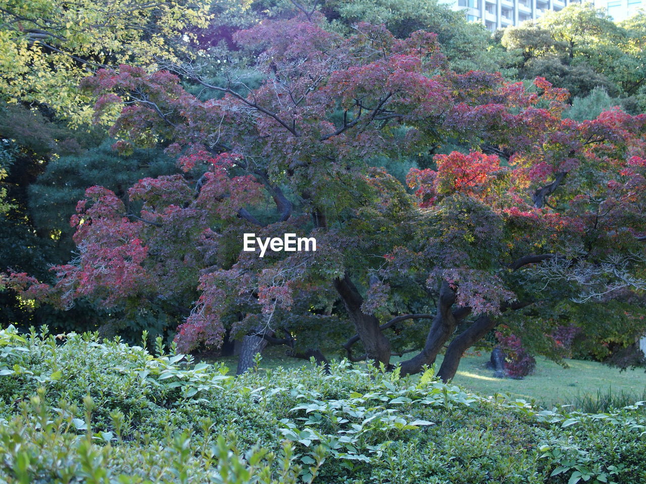 SCENIC VIEW OF PINK FLOWERING PLANTS AND TREES