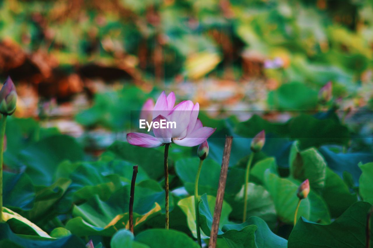 CLOSE-UP OF LOTUS WATER LILY