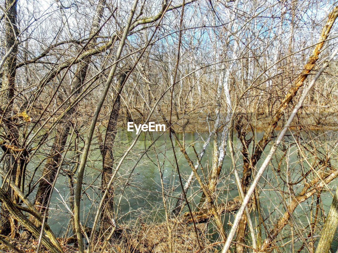 REFLECTION OF TREES ON WATER