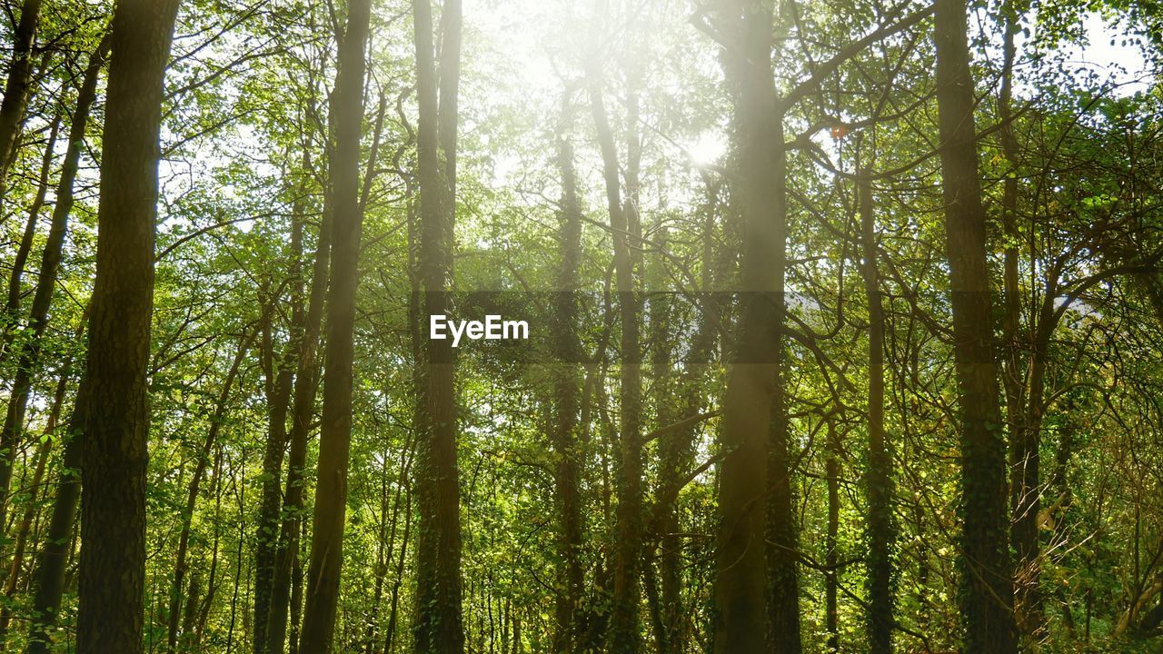 LOW ANGLE VIEW OF TREES AT FOREST