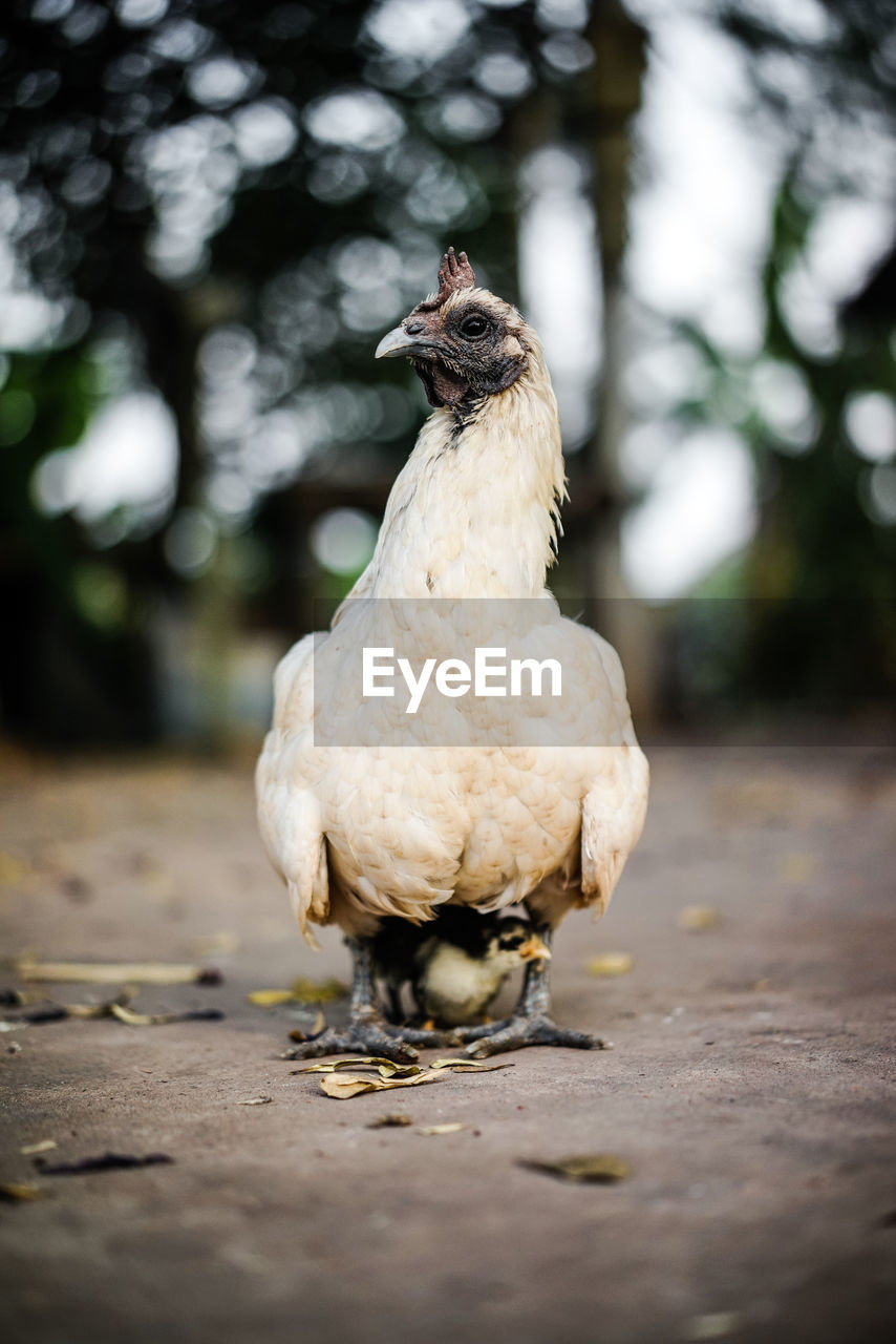 Close-up of a bird