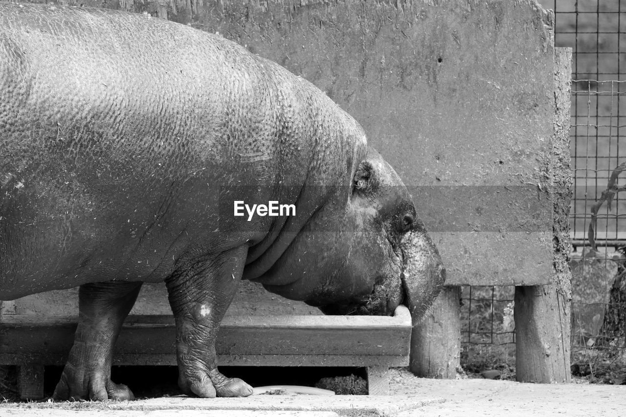Hippopotamus feeding in container at zoo