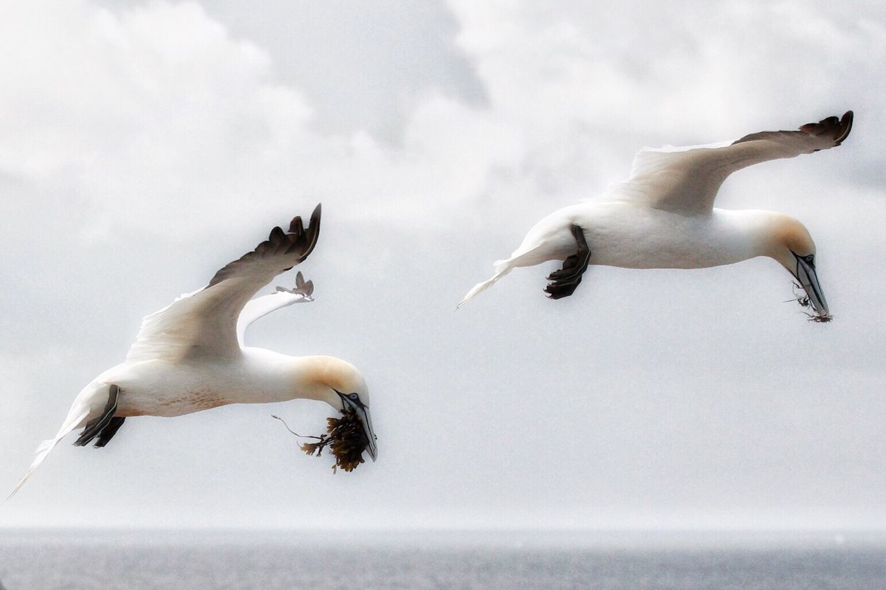 SEAGULLS FLYING OVER SEA AGAINST SKY