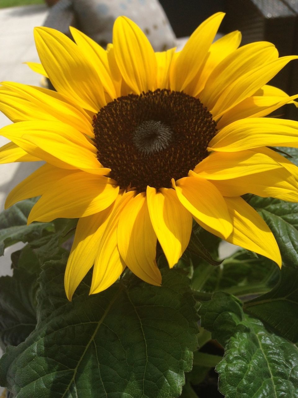 CLOSE-UP OF YELLOW FLOWERS BLOOMING