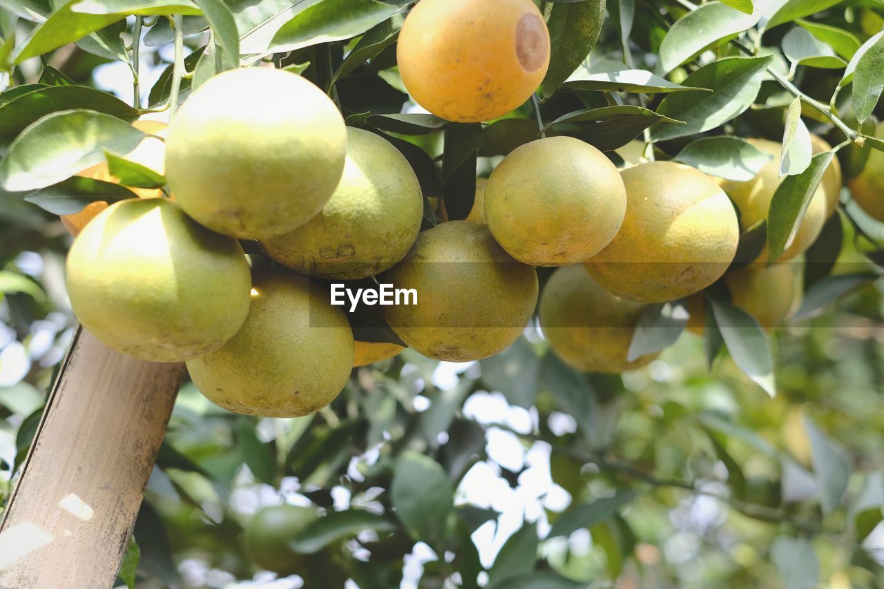 Close-up of orange fruits growing on tree