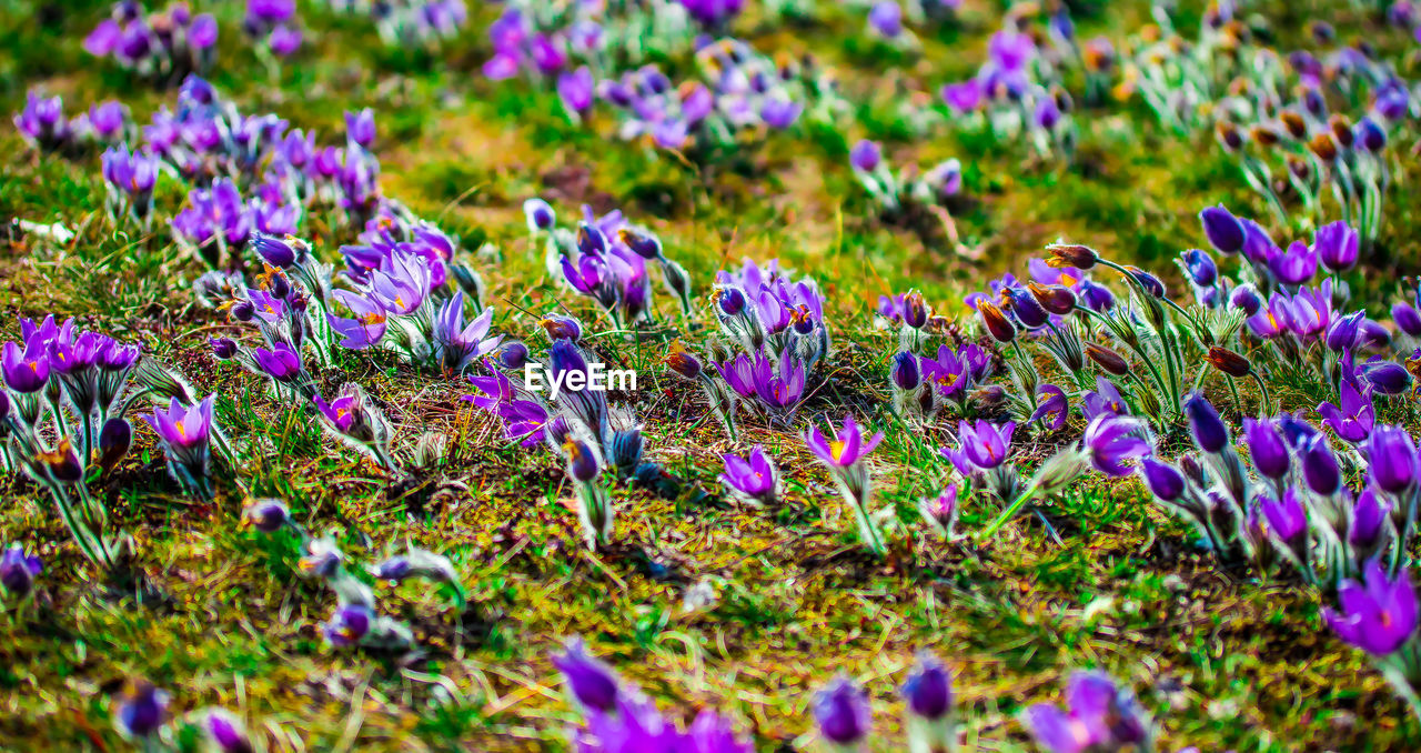 Close-up of purple crocus flowers on field